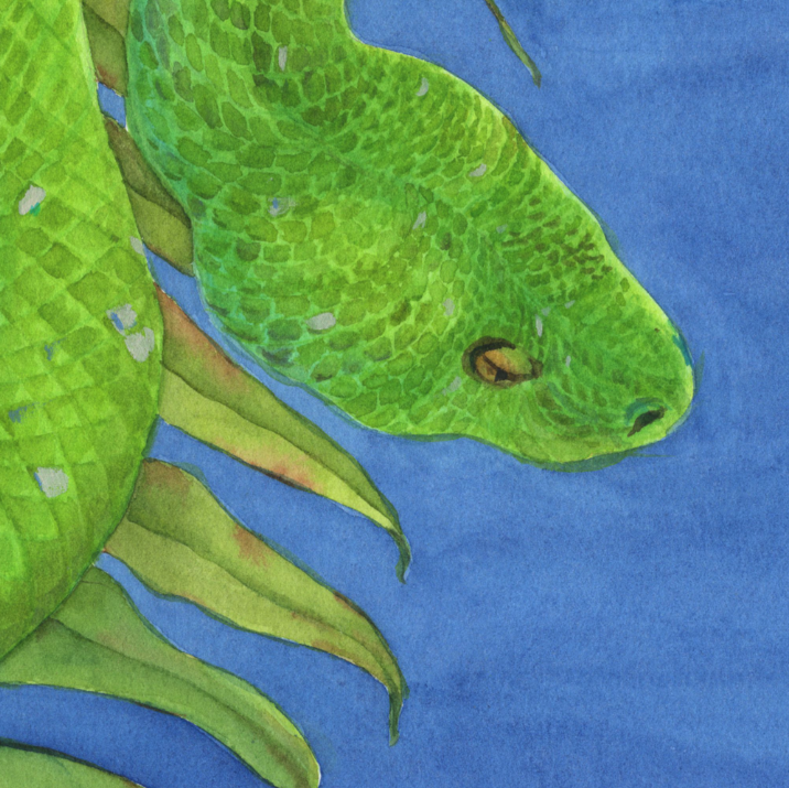Tropical garden. Green tree python