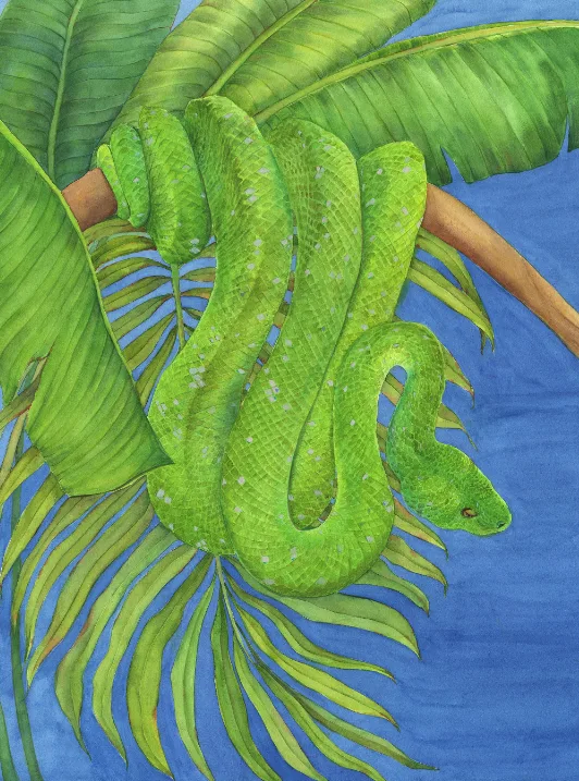 Tropical garden. Green tree python