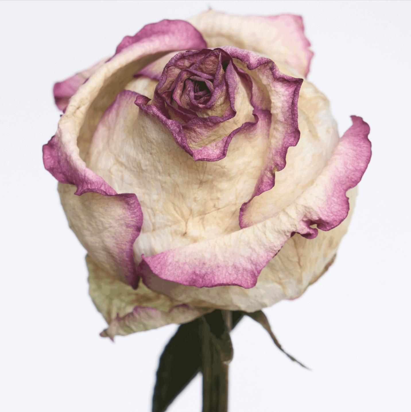 DEAD FLOWER