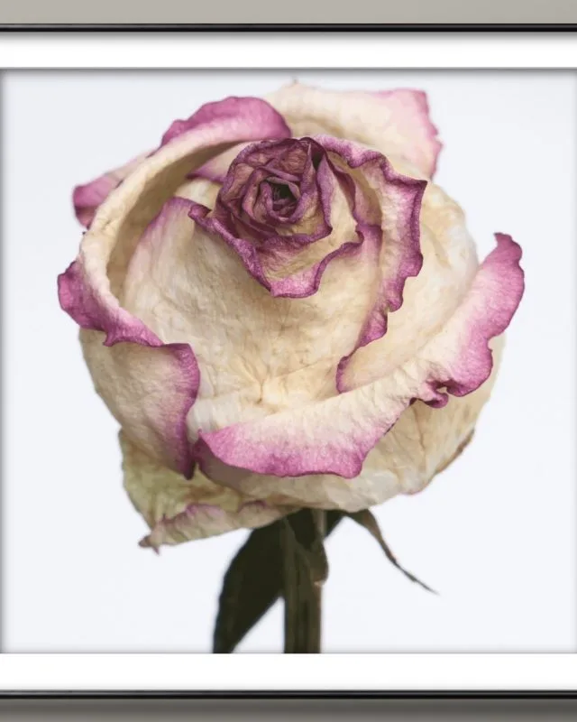 DEAD FLOWER