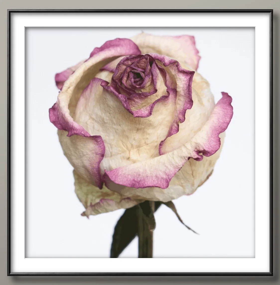 DEAD FLOWER