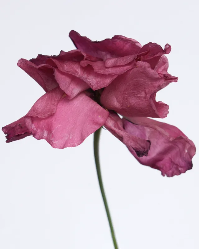 Dead flower [2]