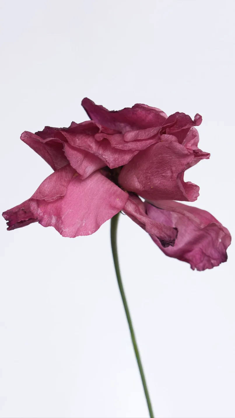 Dead flower [2]
